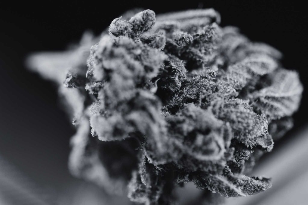 Une fleur de CBD ressemble à du cannabis. Mais ça n'en est pas ! La photo est une tête de fleur de CBD en noir et blanc.