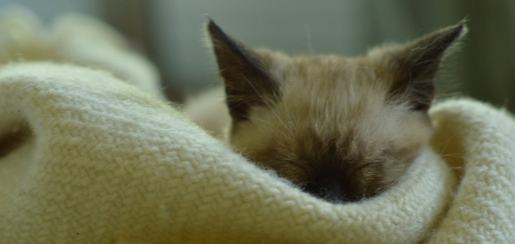 Le CBD a des effets anxiolytiques du CBD et être apaisé pour s'endormir, c'est idéal. La photo montre un chaton qui s'endort.